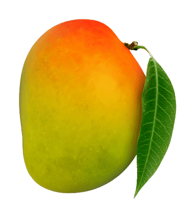 Alphonso Mango - 2