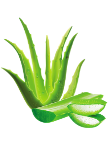 Indian Herbs - Aloe Vera