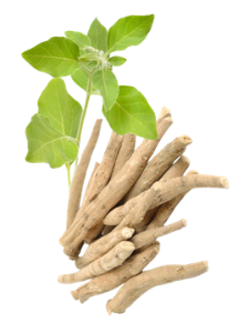 Indian Herbs - Ashwagandha
