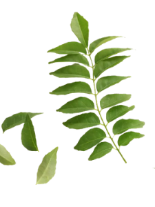 Indian Herbs - Curry Leaves