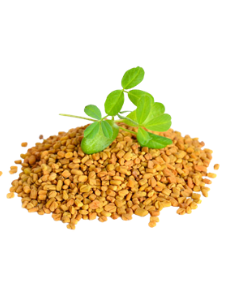 Indian Herbs - Fenugreek