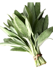 Indian Herbs - Sage