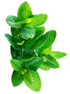 Indian Herbs - Spearmint