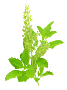 Indian Herbs - Tulsi